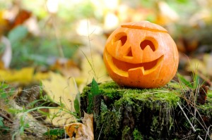 Petfindu Hundemarke Haustiermarke mit Tipps zu Halloween