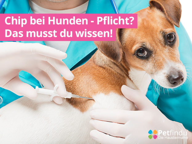 hellig Revolutionerende opnåelige Chip bei Hunden – Notwendig? Pflicht? Das musst du wissen! | Petfindu Blog